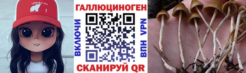 Галлюциногенные грибы Psilocybe  где купить наркотик  Верхоянск 
